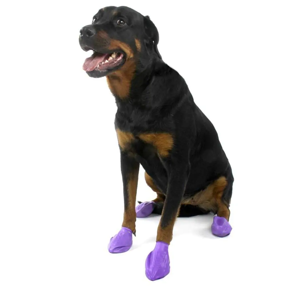 Rottweiler boots shop